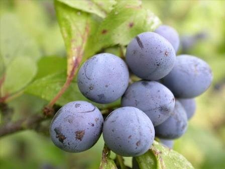 http://www.fruitipedia.com/Images%202/Sloe%20fruits.jpg