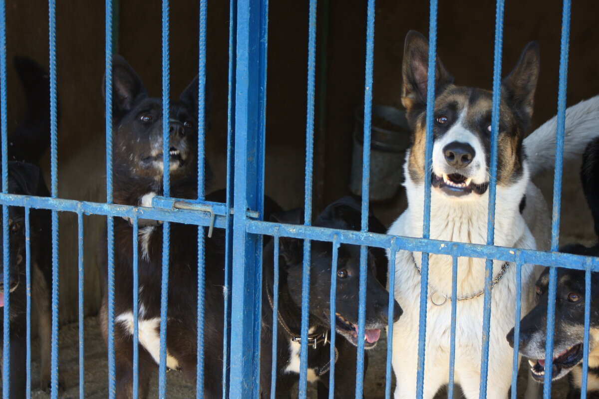 Типичный вольер в московском муниципальном приюте (конкретно в этом злых нет)