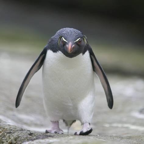 Пингвин-ретранслятор 5 (высшего) разряда. Герой.