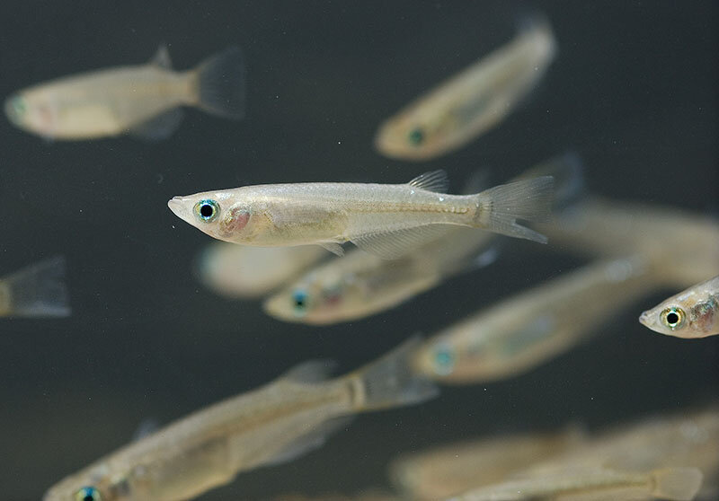 Японская Оризия (Oryzias latipes)