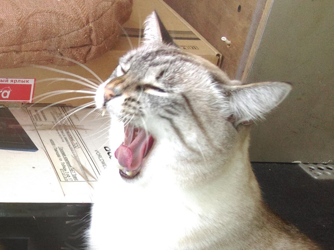 -А-ха-аха! Прынц... Шведский! Рыжих кровей...