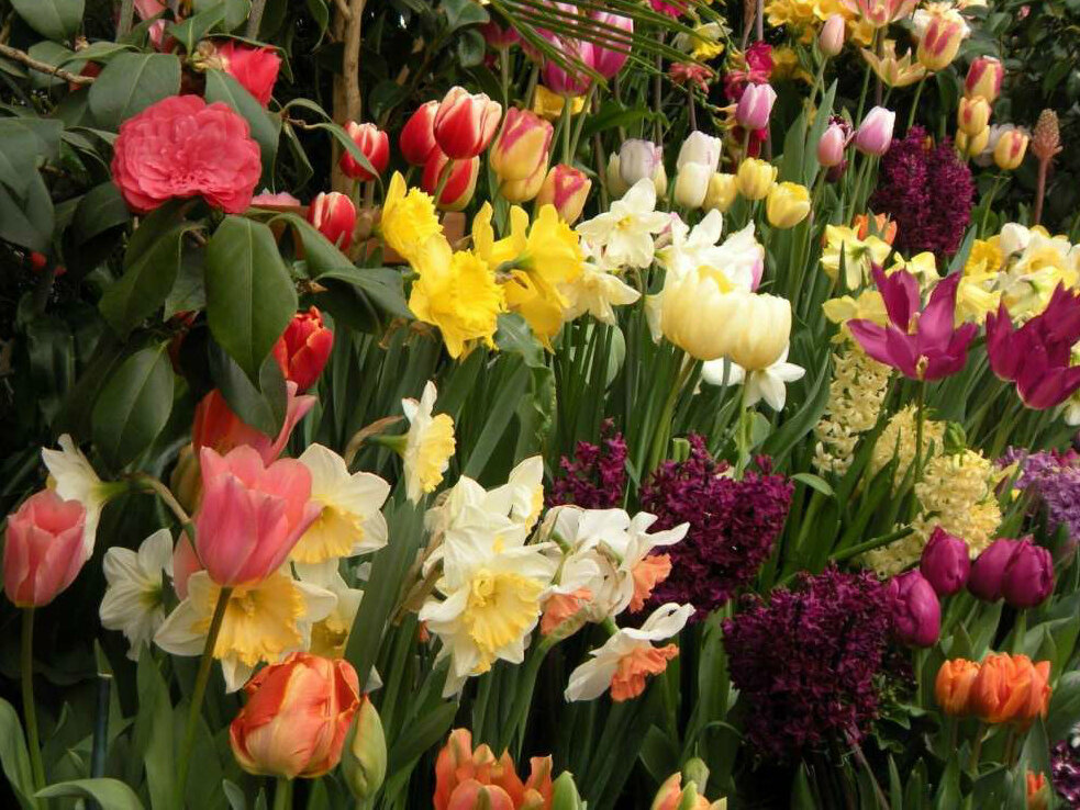 Красочные клумбы из тюльпанов: 48 идей для своего сада