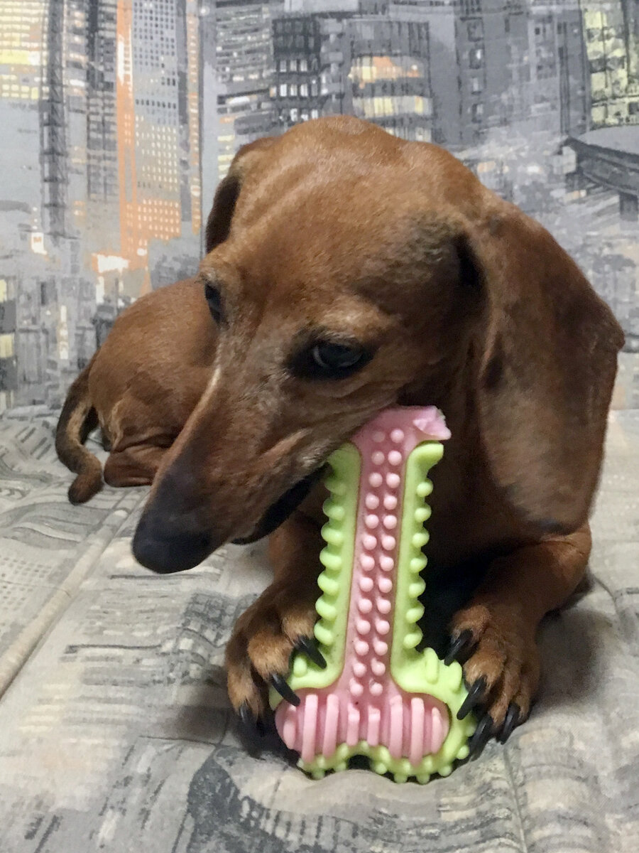 Собака грызет силиконовую косточку 