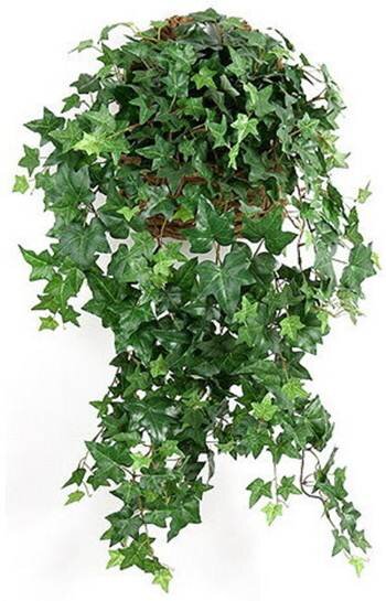 Английский плющ (Hedera Helix)