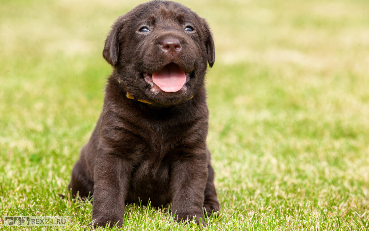 Фото: yandex.ru