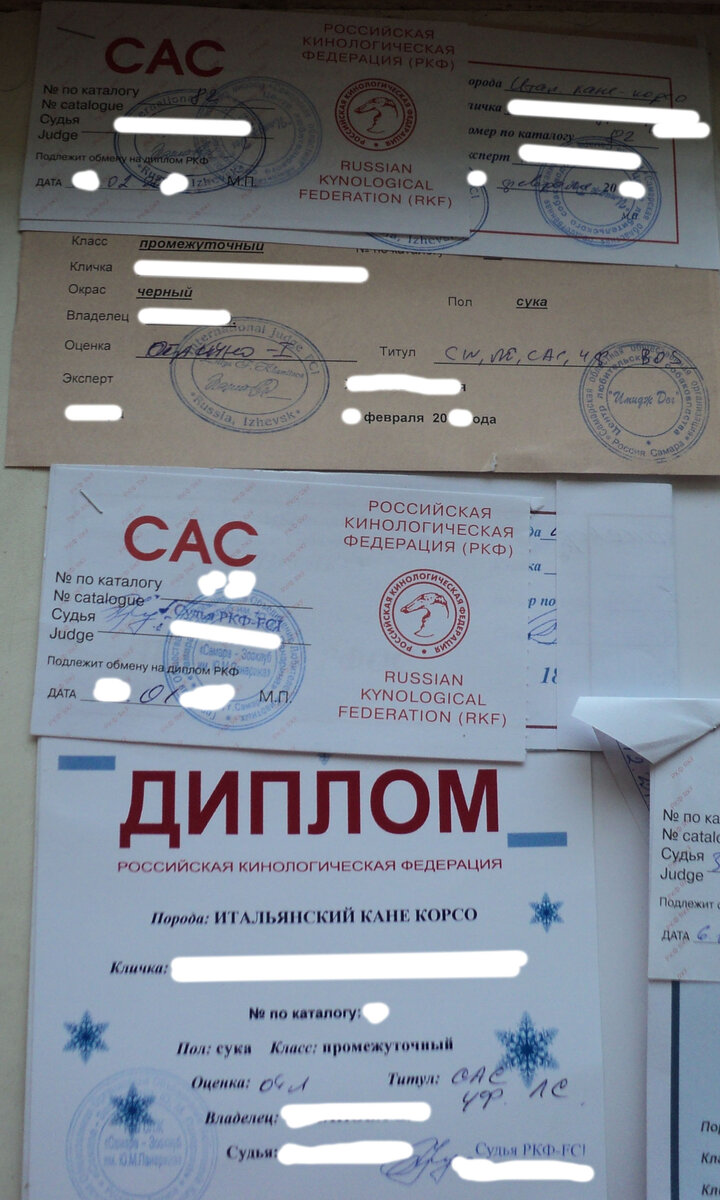 Там, где написано CAC - это тот самый сертификат кандидата в чемпионы. Сейчас требуется 4 таких сертификата для получения титула Чемпион России. Раньше были варианты. Но все требовали посетить выставку, часто много раз, и получить оценку от высокой до оооочень высокой.