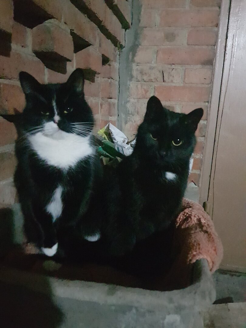 Посмотрите на его недовольное выражение лица (слева)