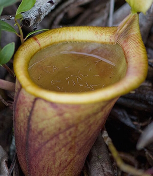 Непентес Аттенборо (Nepenthes attenboroughii) 