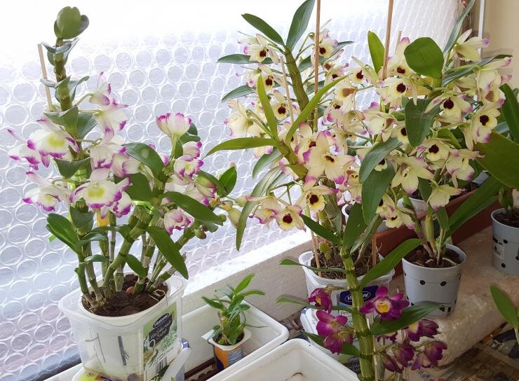 Орхидея дендробиум dendrobium nobile. Советы по уходу.