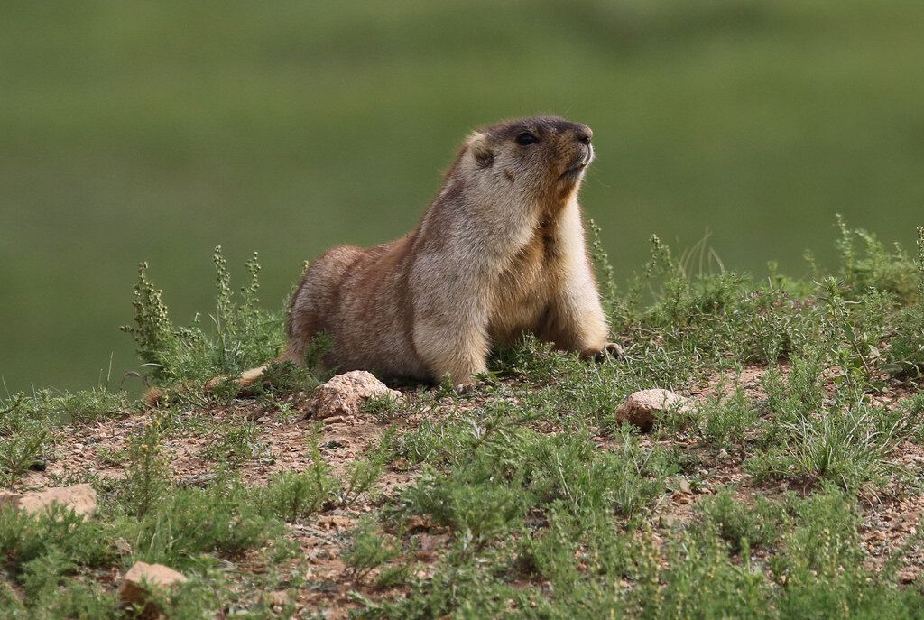 Сурок 15. Тарбаган монгольский сурок. Тарбаган монгольский сурок Marmota sibirica. Монгольский суслик тарбаган. Камчатский сурок тарбаган.