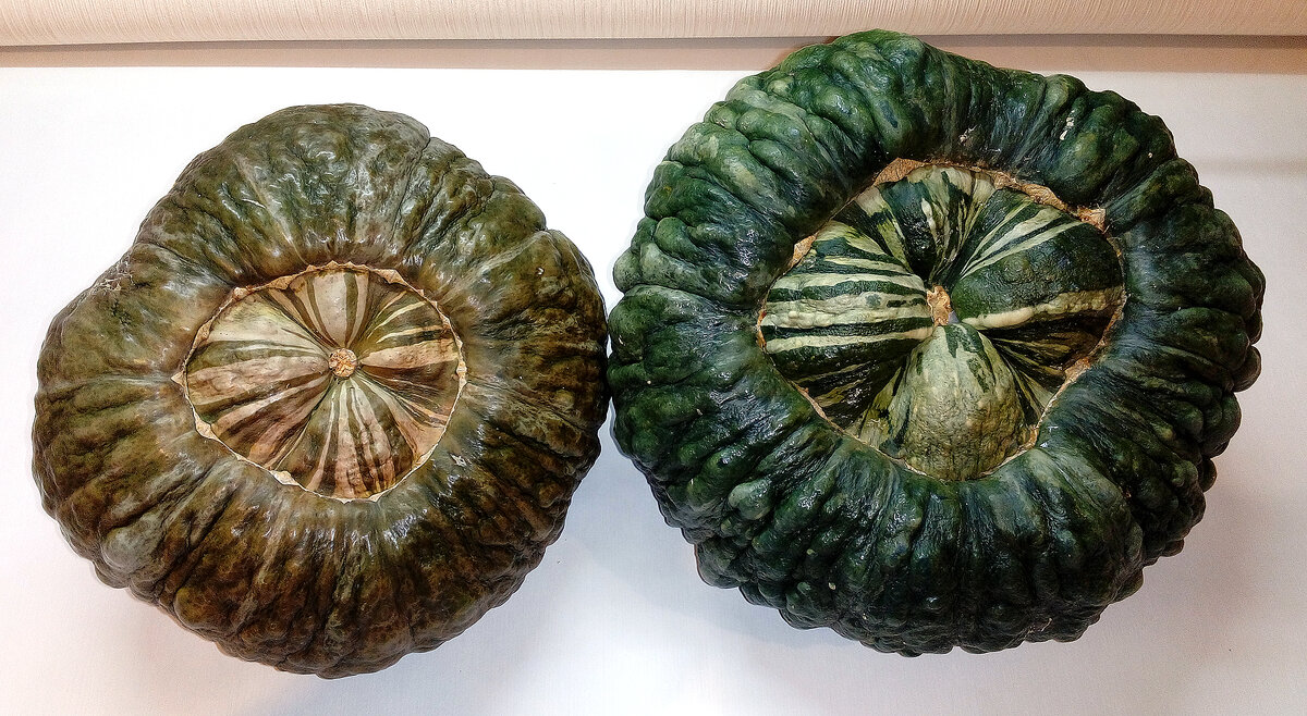 Marina di Chioggia squash Flick on Food