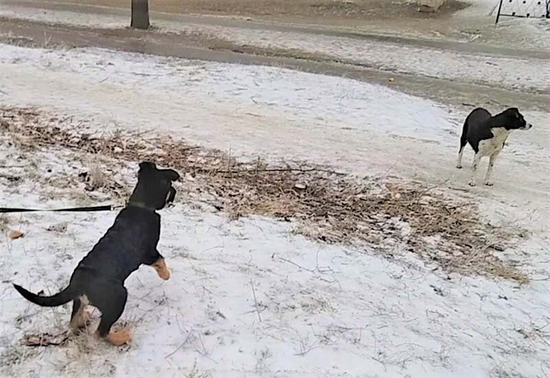 Джуля издалека получилась маленькой. На сомом деле это крупная собака