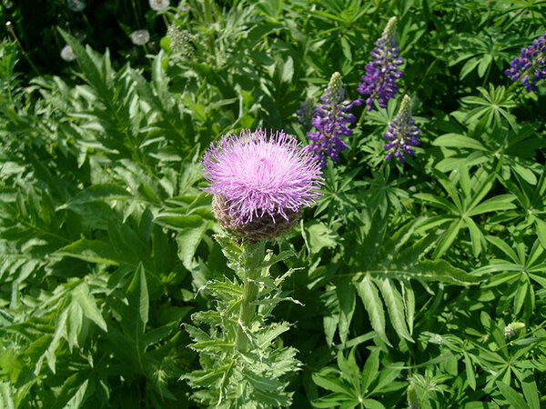 Изображение растения Левзея