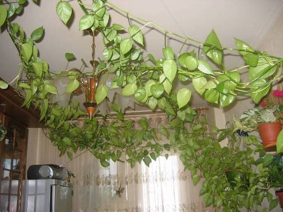комнатное растение вьюн