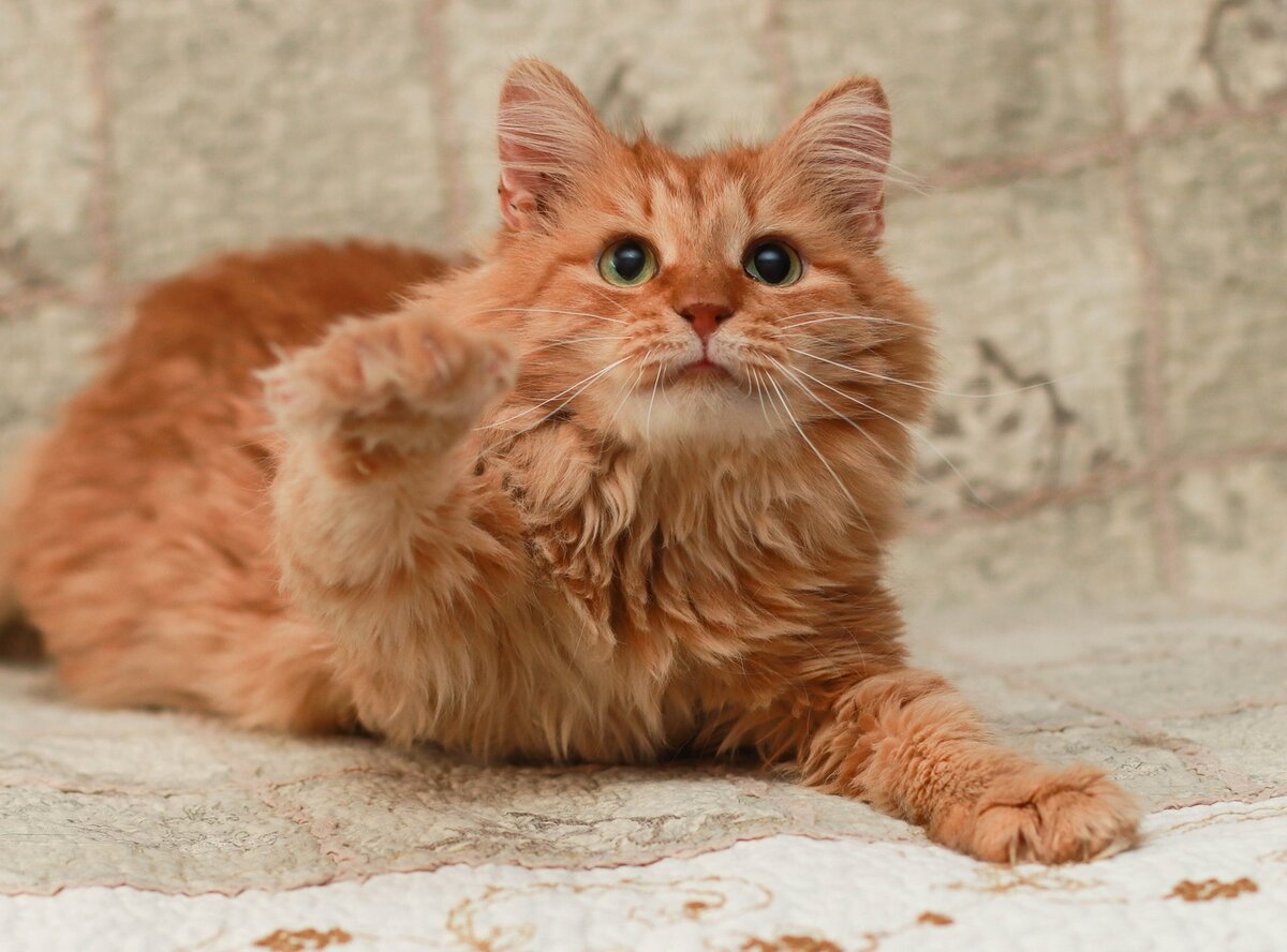 Тиша из Банды Дворян