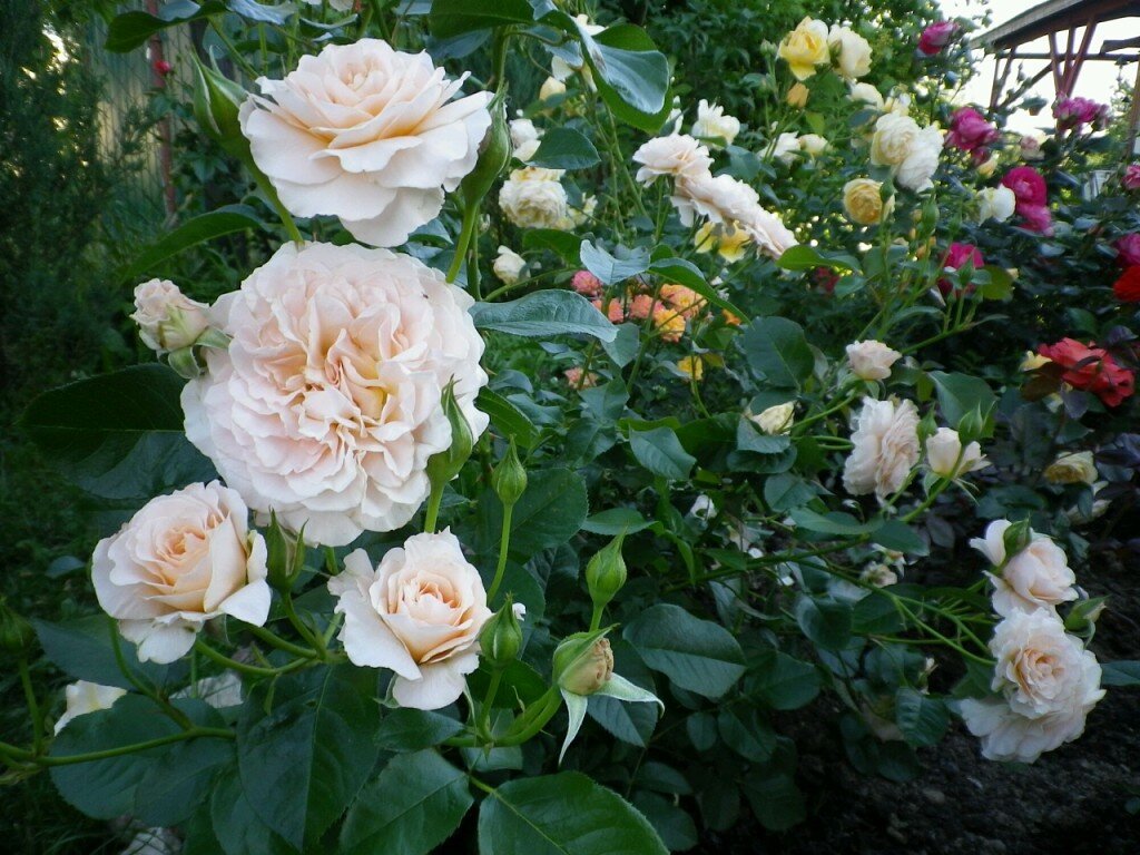 Мои розы в июле. 