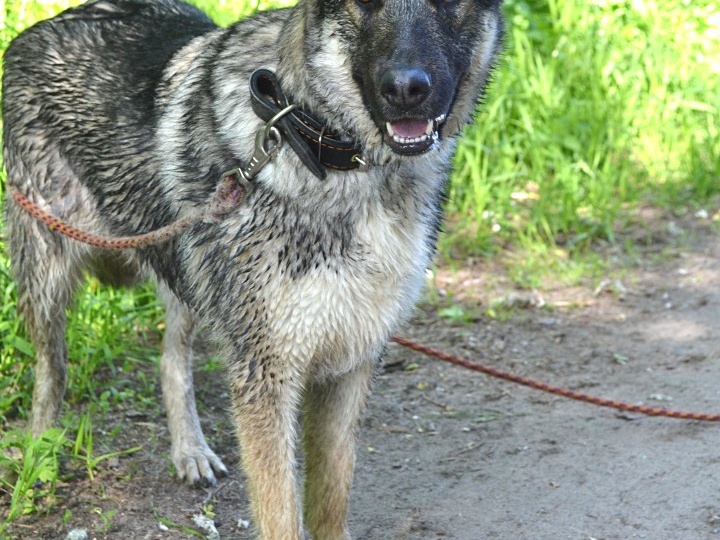 История печальная...