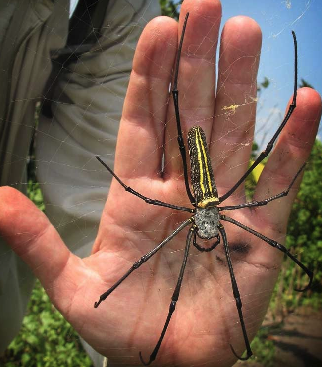 Heteropoda maxima — Википедия