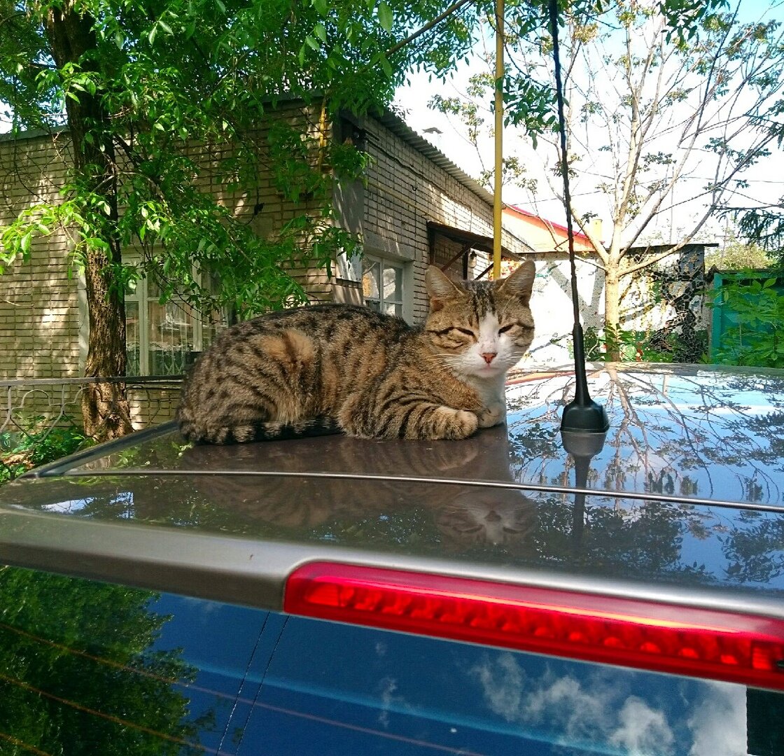 Я вообще думал просто сделать одну красивую фотографию спящего пушистика