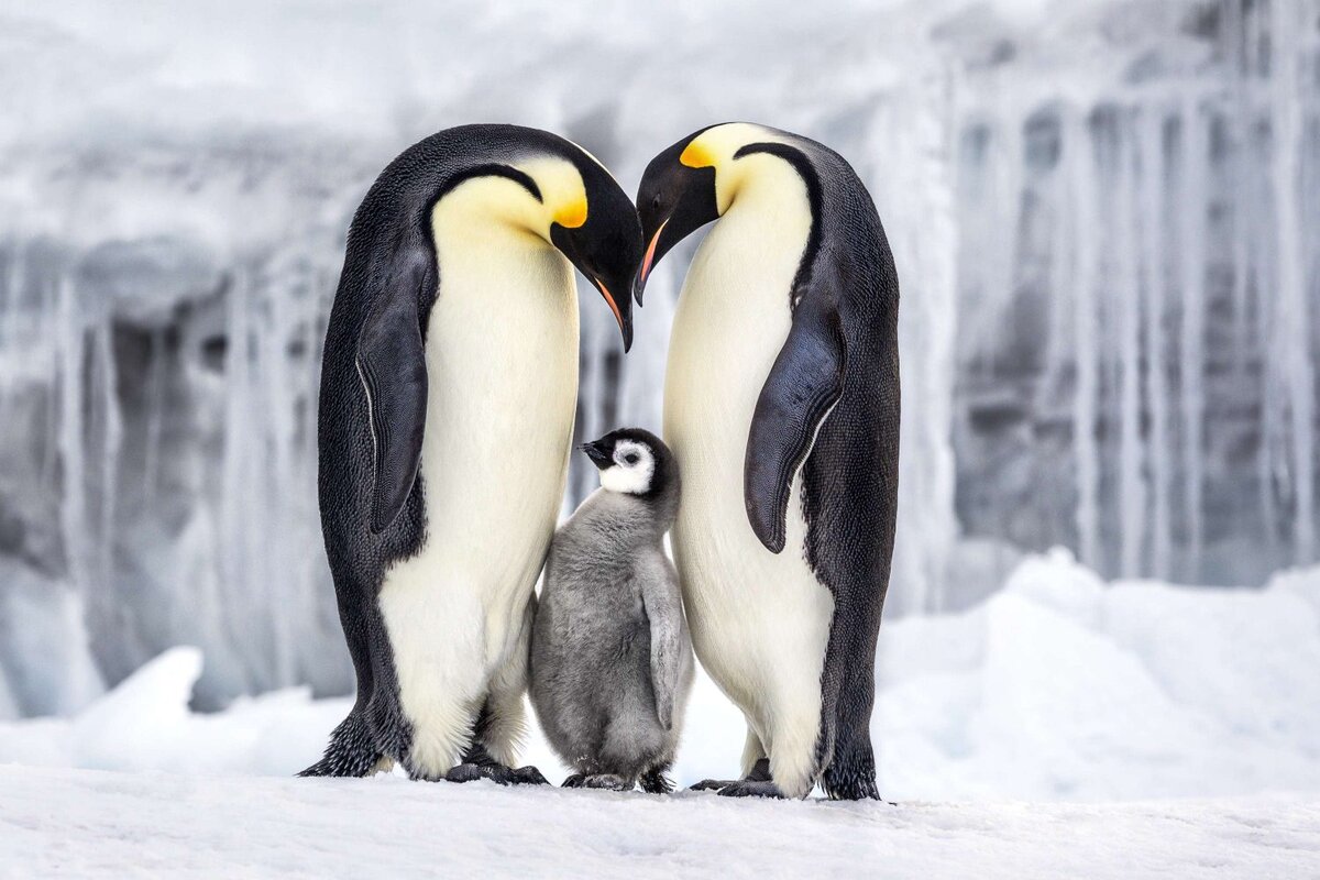 Источник фото: paulnicklen.com
