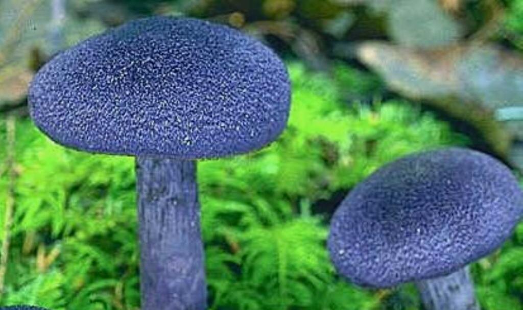 ПАУТИННИК ФИОЛЕТОВЫЙ