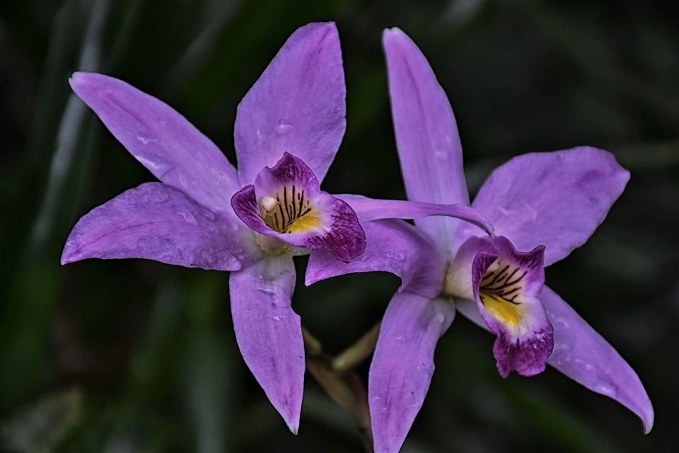 https://cdn.pixabay.com/photo/2019/03/08/20/20/orchid-4043129_960_720.jpg