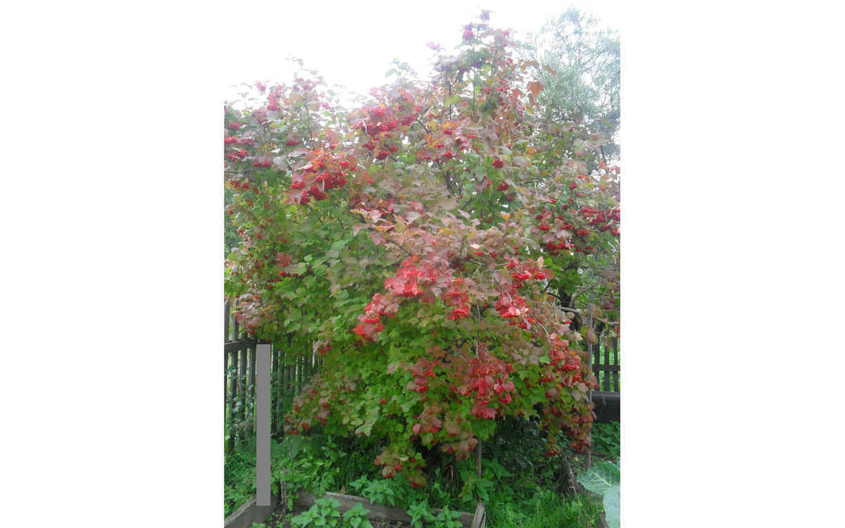                                                    Калина обыкновенная.