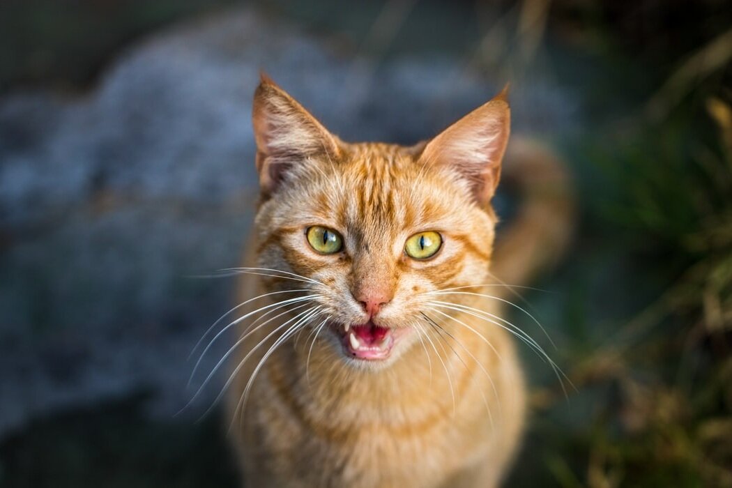 Фото https://unsplash.com/.