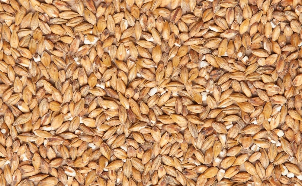 Солод без ростков