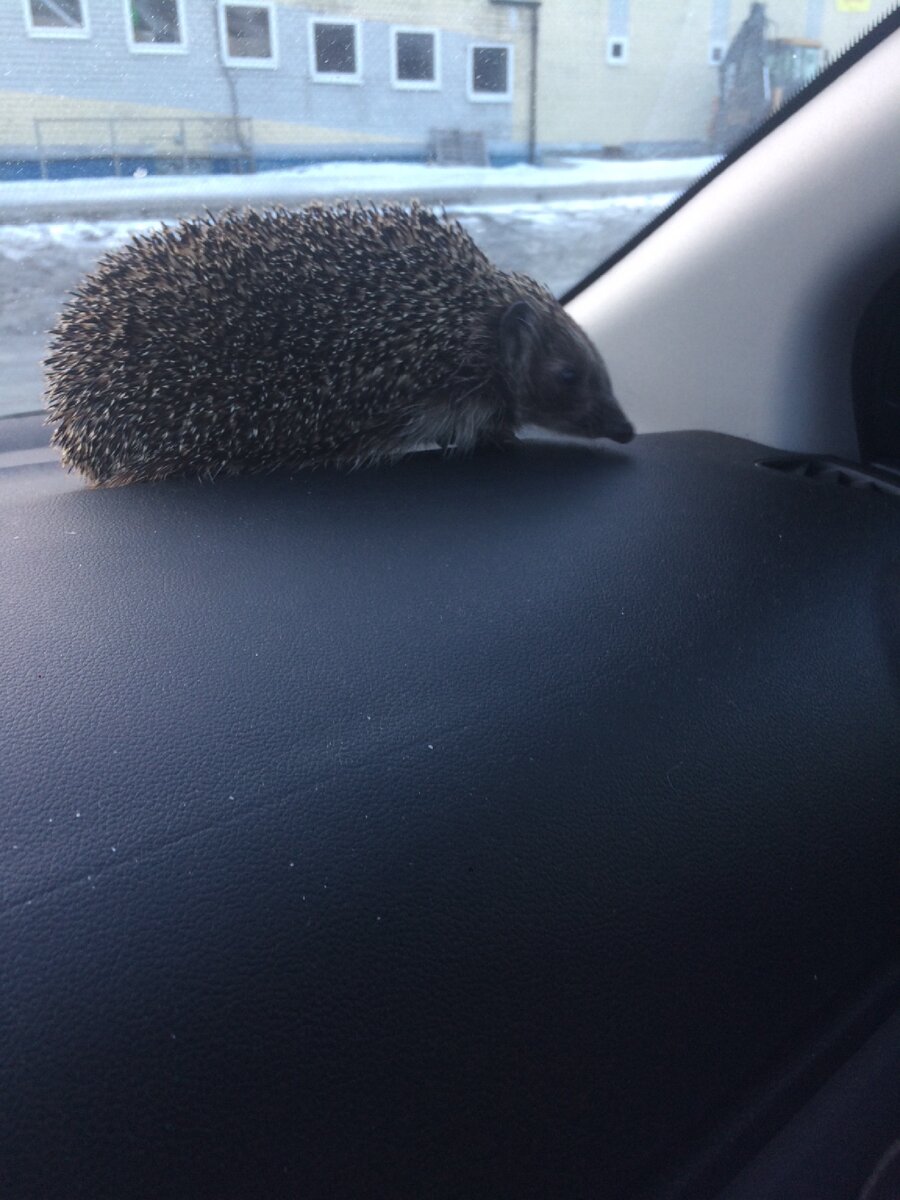 Катались с ежуней по городу в поисках лекарства 