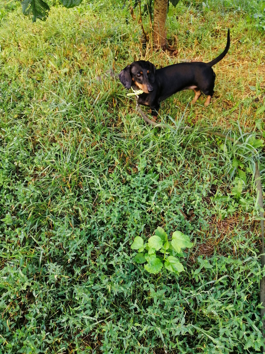 Шугарин. Обычно она не любит мокрую траву. Сегодня с удовольствием по ней бегала