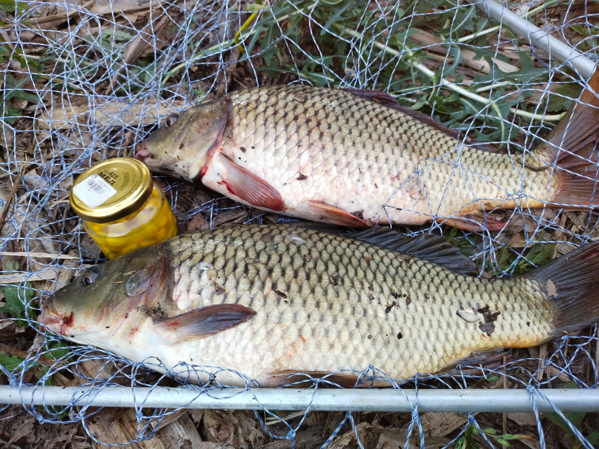 Пойманные карпы в подсаке.