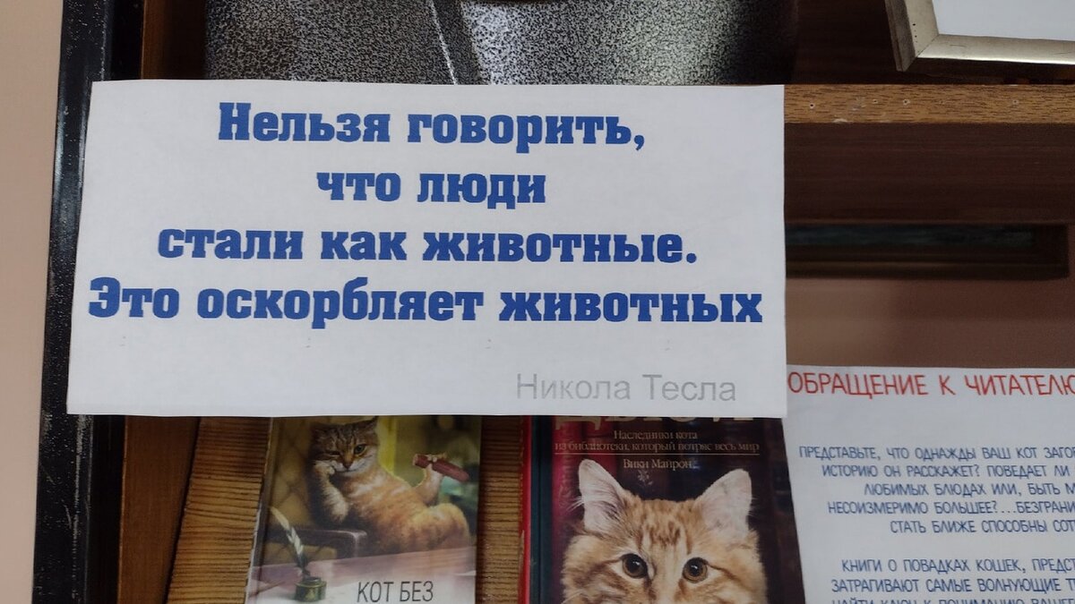 КОШКИ НАС ЗНАЮТ НАИЗУСТЬ | Светлана Россинская | Дзен