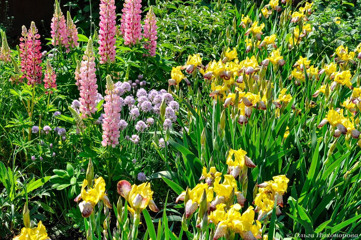 Это мой миксбордер, где посажен массив германских ирисов. 