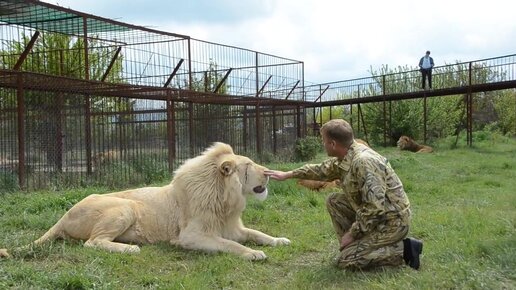 Белый лев Рокки ведет беседу с директором