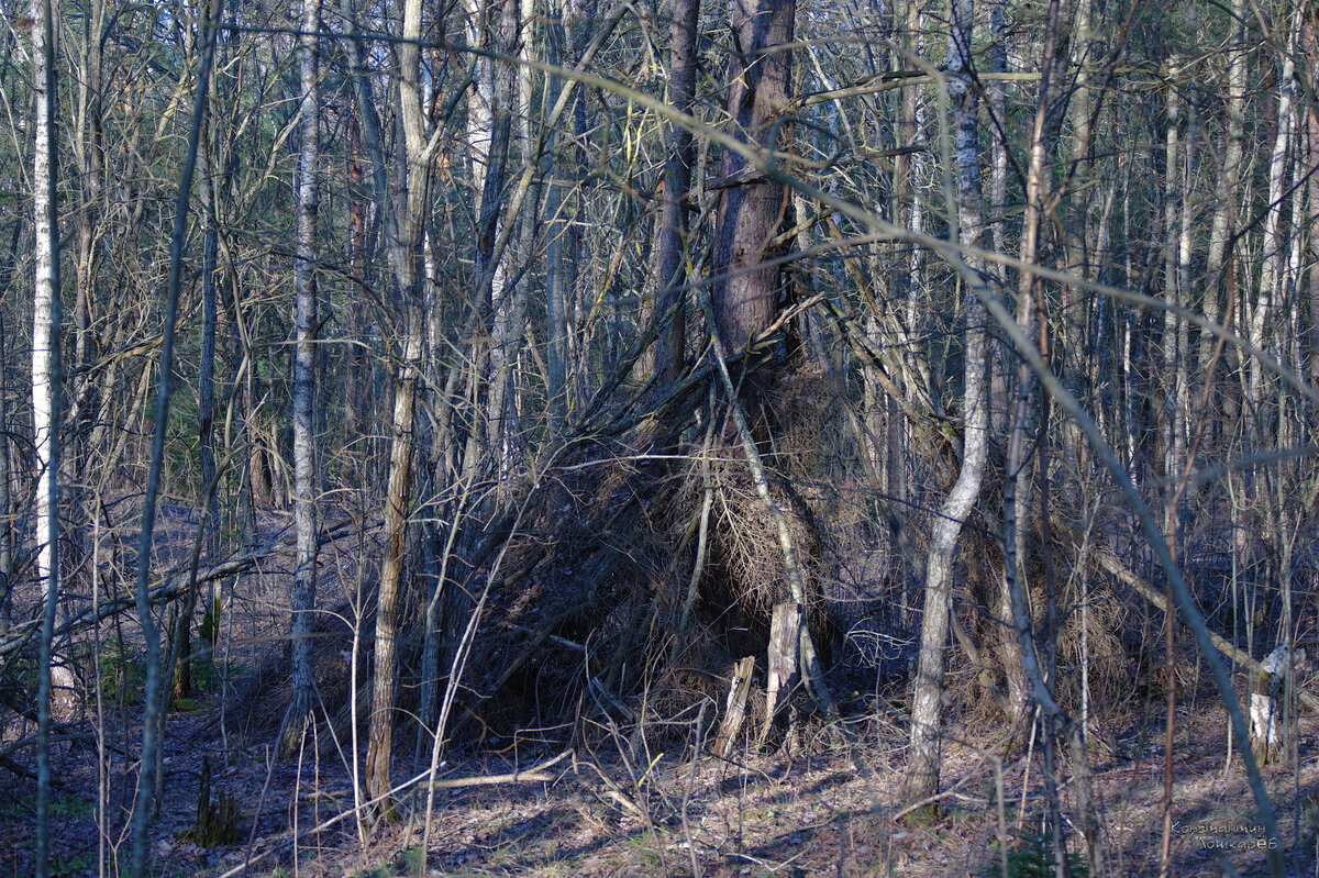 Юбка у сосёнки. :)