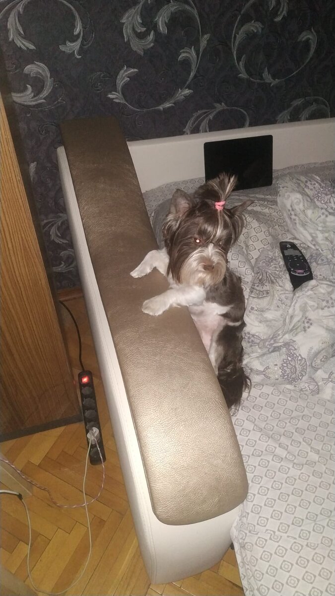 Жду папины ушки