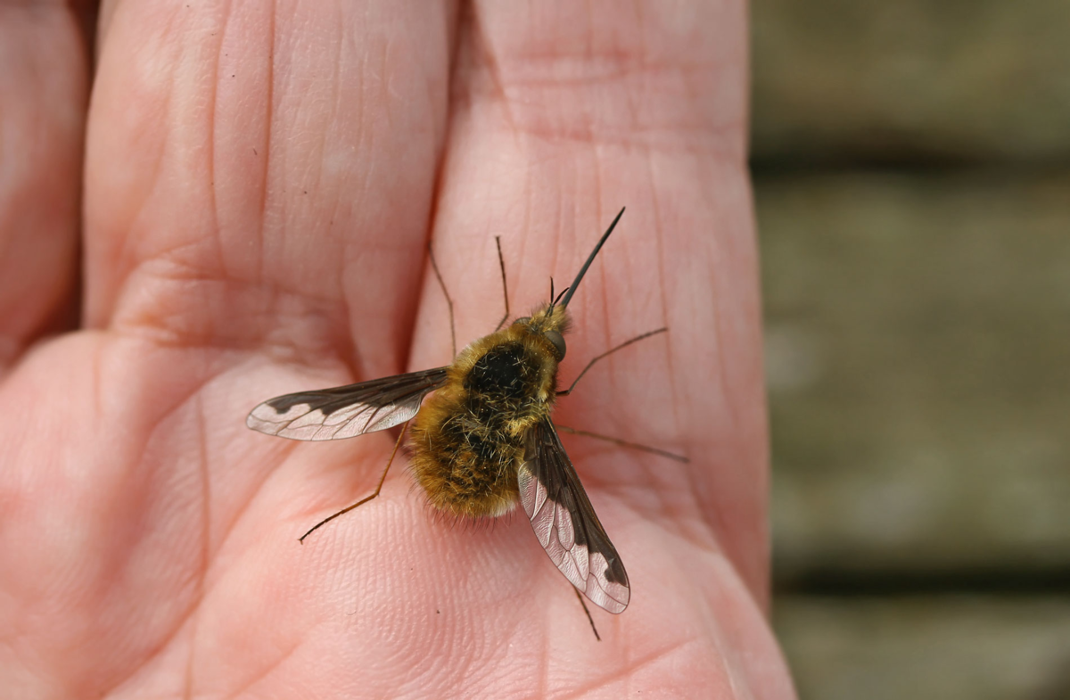 Комара муху шмеля. Жужжало большой (Bombylius Major). Bombylius Major. Муха жужжала. Жужжало большое- Bombylius Major Linnaeus,1758.