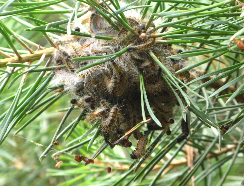     .  Нацпарк «Куршская коса»