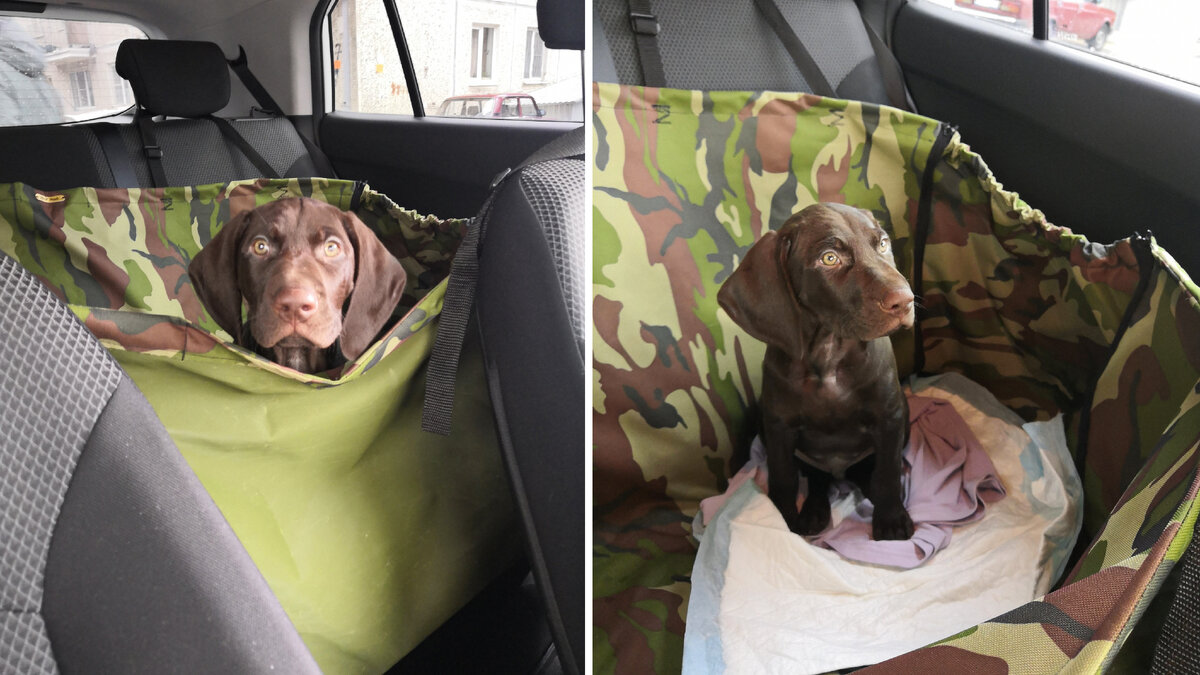 Путешествие на машине с собакой