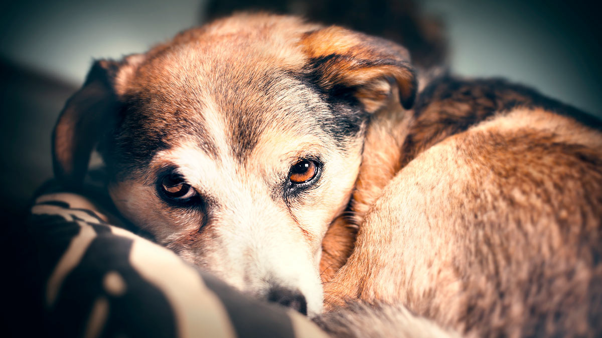    Страх Андрей Соколов