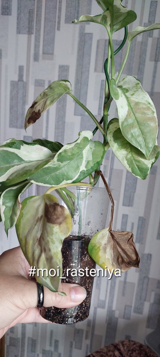 Moi rasteniya 