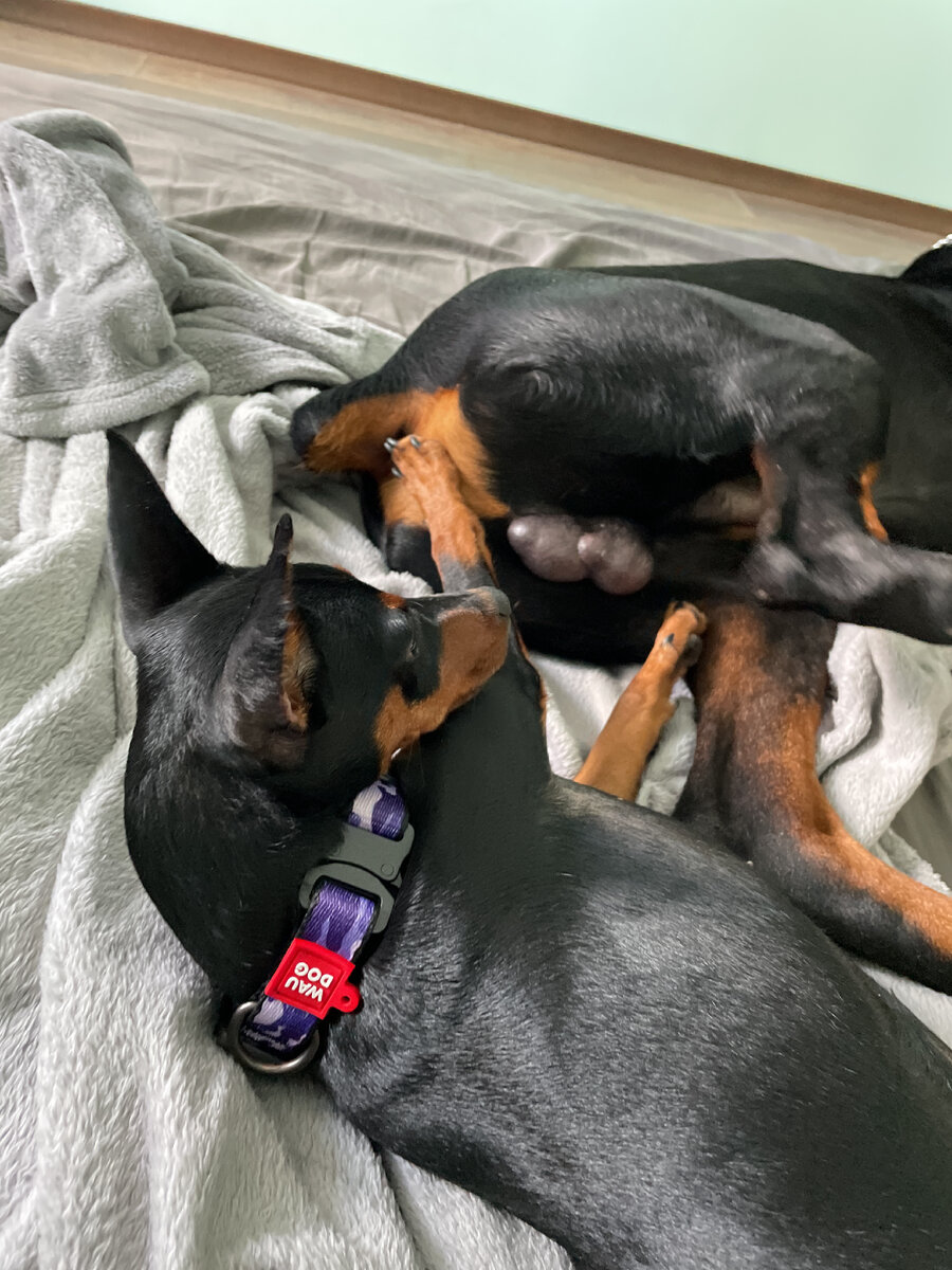 Плоды наших тренировок. До занятия Битси не подпускала Лексуса и на два метра, а также проявляла сильную пищевую агрессию