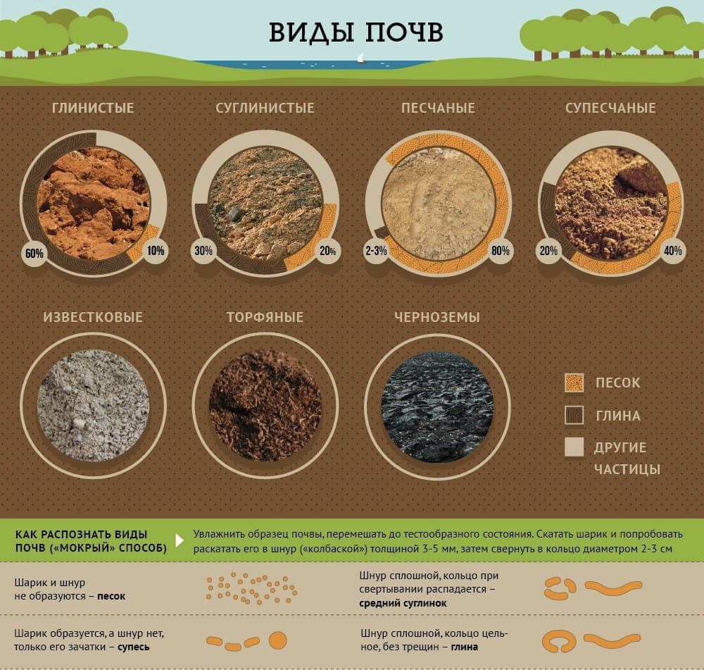 Как понять какая почва. Глинистые суглинистые супесчаные и песчаные почвы. Тип почвы суглинок. Тип почвы глинистая. Какие бывают почвы (типы почв)..