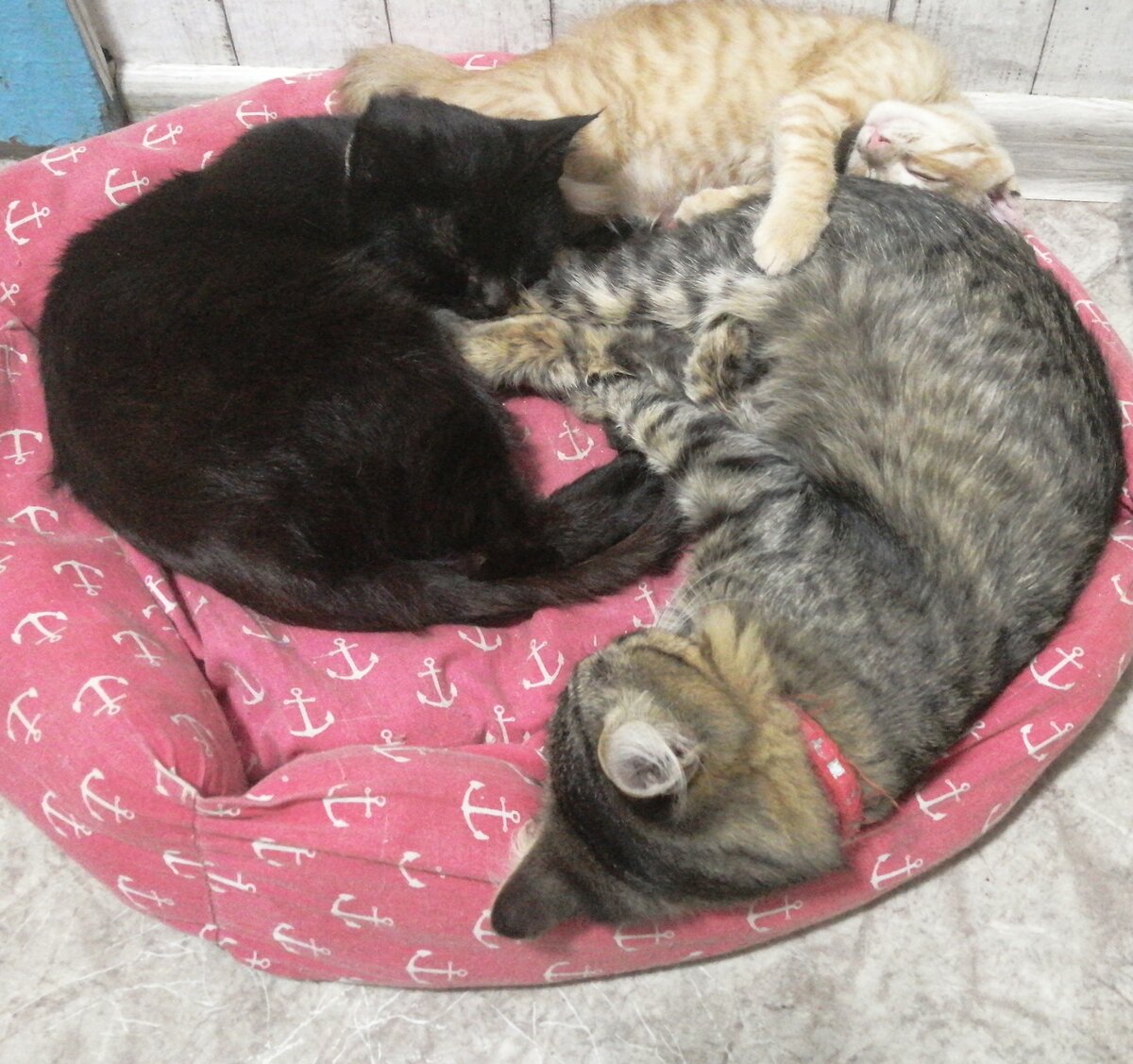 Багирка, Мирчик и Умка 