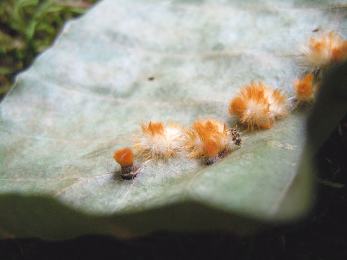 В этом 2023 году на упавшем листе бука заметил вот таких пушистиков. Часть их распушены, а некоторые как бы втянуты и похожи на бритвенные помазки. На обратной стороне листа вид такой.-3