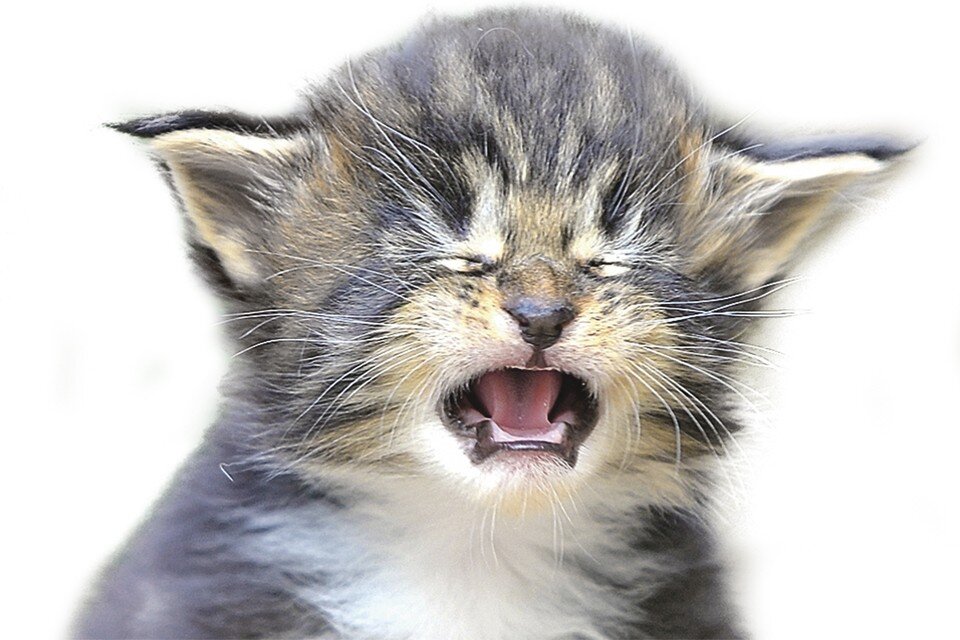    - Эксперты рассказали о причине моих слез. Shutterstock