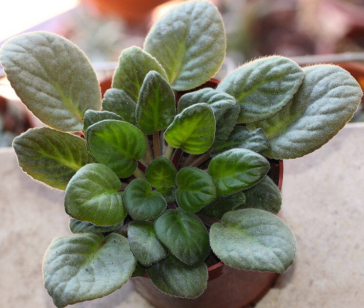 Ярусы листьев фиалки.
