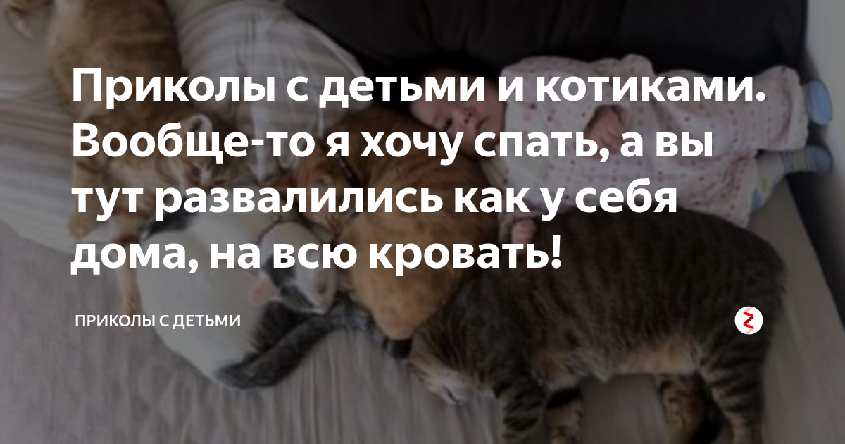 Кота стаскивают с кровати с визгом