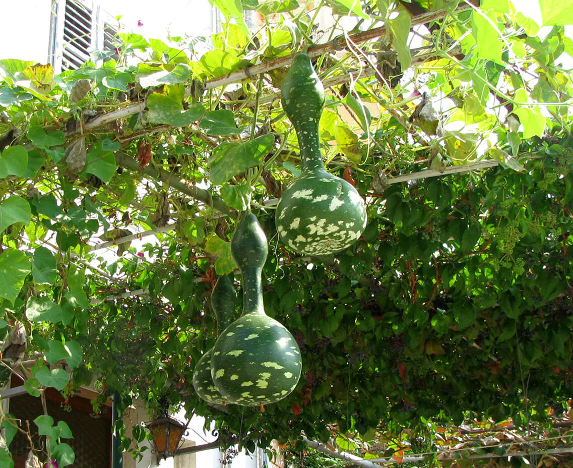 Лагенария. Hack Garden.